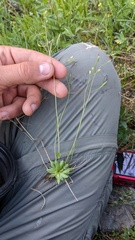 Draba stenoloba