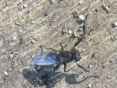 Ephydridae