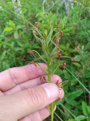 Platanthera blephariglottis