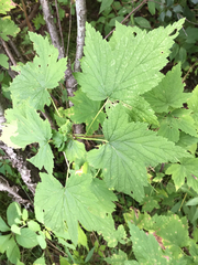 Ribes americanum