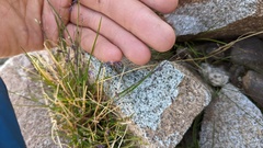 Poa paucispicula