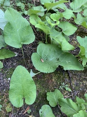 Phytomyza albiceps group