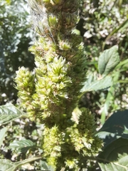 Amaranthus retroflexus