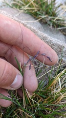 Poa paucispicula