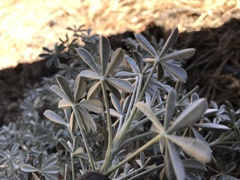 Lupinus albifrons