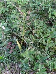 Platanthera blephariglottis