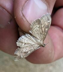 Mecyna mustelinalis