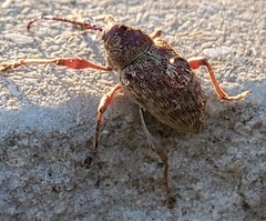 Curculio caryae
