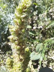 Amaranthus retroflexus