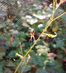 Metellina segmentata