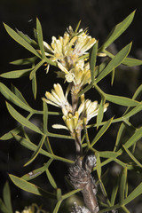 Petrophile squamata