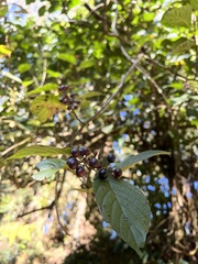 Frangula sphaerosperma