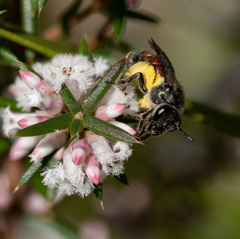 Parasphecodes