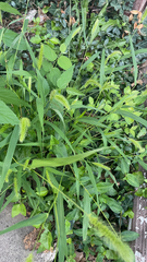 Setaria viridis