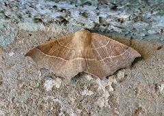 Tetracis cervinaria