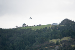 Phalacrocorax varius varius
