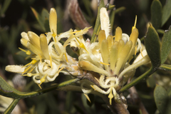 Petrophile squamata
