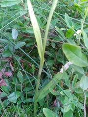 Platanthera blephariglottis