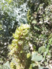 Amaranthus retroflexus