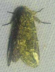Heterocampa obliqua
