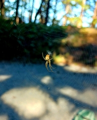 Metellina segmentata