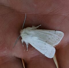 Spilosoma vestalis