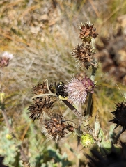 Bombus vosnesenskii