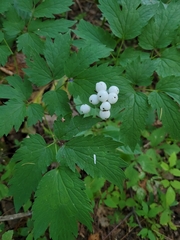 Actaea rubra neglecta