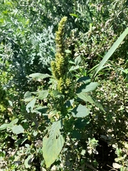 Amaranthus retroflexus