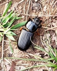 Odontotaenius disjunctus