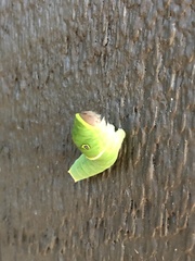 Papilionoidea