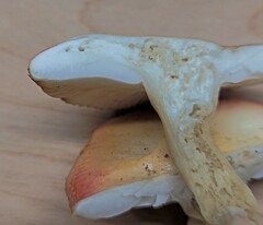 Russula bicolor