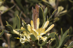 Petrophile squamata