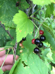 Ribes americanum