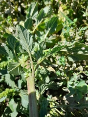 Amaranthus retroflexus