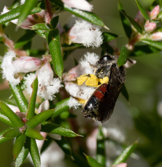 Parasphecodes