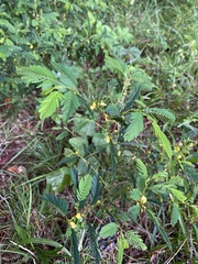 Hypericum frondosum