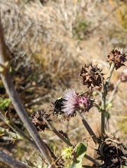Bombus vosnesenskii