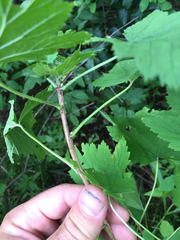 Ribes americanum