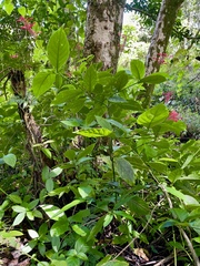 Odontonema cuspidatum