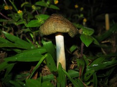 Psilocybe caerulescens