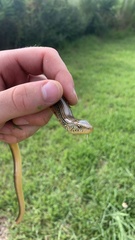 Ophisaurus ventralis