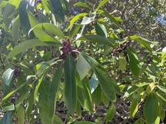 Myoporum laetum