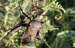 Pachylis neocalifornicus