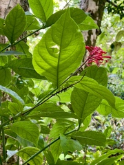 Odontonema cuspidatum