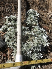 Lupinus albifrons