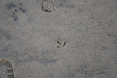 Charadrius obscurus aquilonius