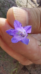 Campanula rotundifolia