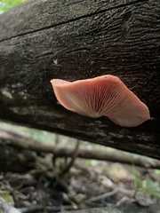 Rhodotus palmatus