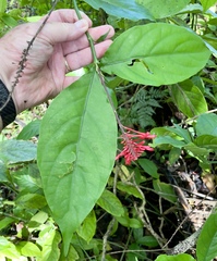 Odontonema cuspidatum